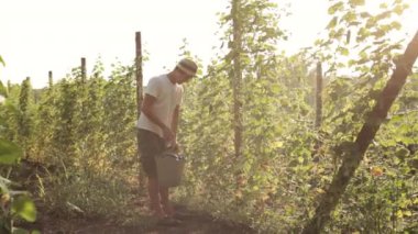 Salatalık sebze serada toplama çiftçi