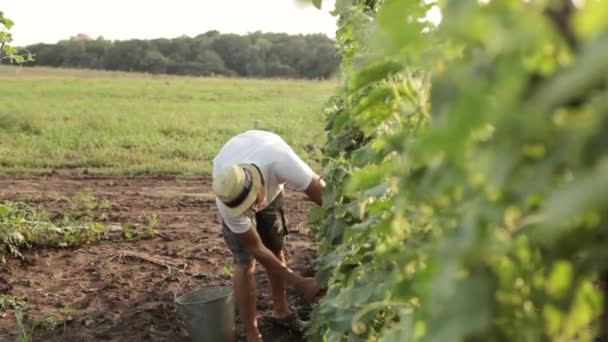Rolnik, zbieranie ogórek w cieplarnianych warzyw — Wideo stockowe