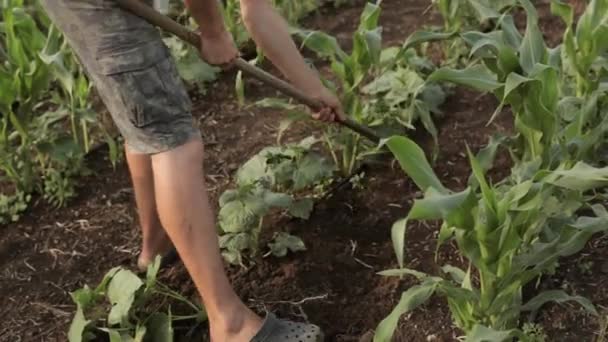 Controlo de ervas daninhas na exploração biológica — Vídeo de Stock