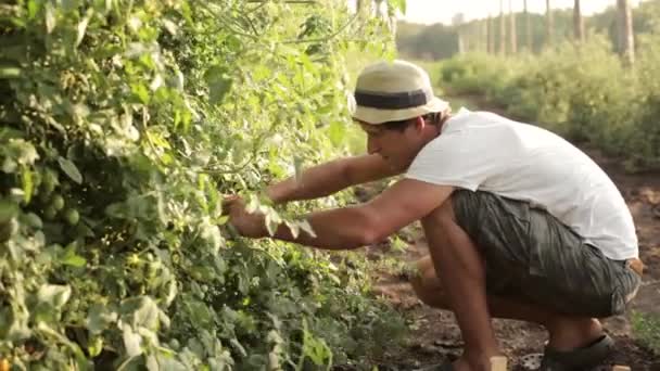 Фермер собирает помидоры черри на органической ферме — стоковое видео