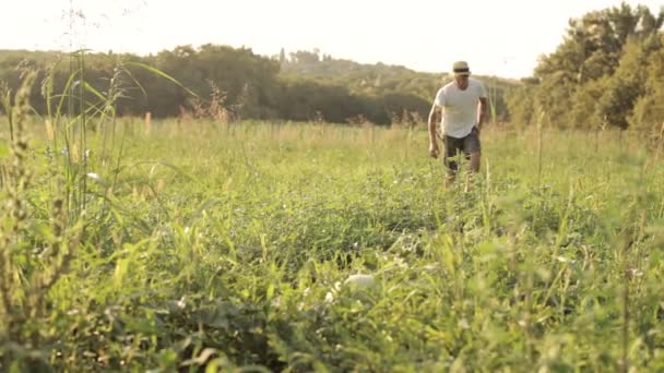Фермер проверяет арбузы на органической ферме — стоковое видео