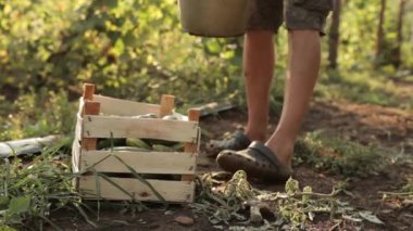 Çiftçi dökülen taze salatalık kutusunda hasat.