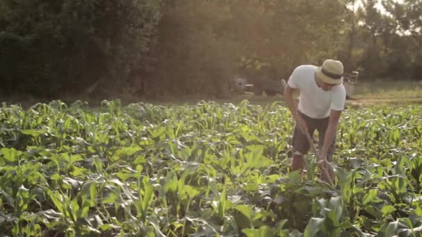 Контроль сорняков на органической ферме — стоковое видео