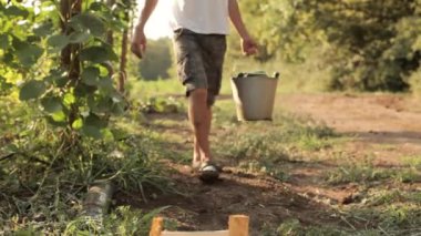 Çiftçi dökülen taze salatalık kutusunda hasat.