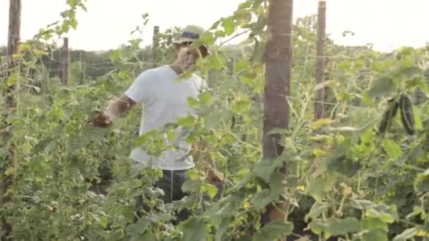 農家野菜の温室でキュウリを選ぶ — ストック動画