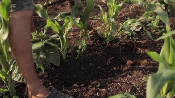 Onkruidbestrijding op biologische boerderij — Stockvideo