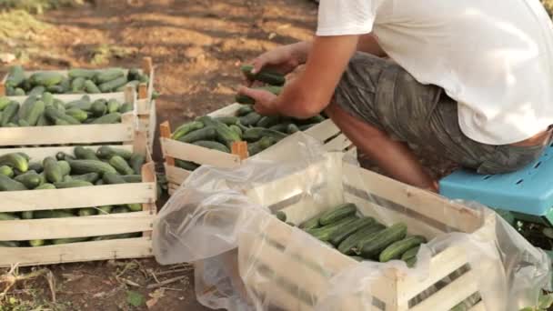 Farmář řadit čerstvě okurky na ekologické farmě — Stock video