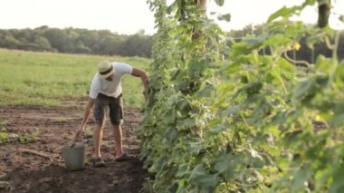 Salatalık sebze serada toplama çiftçi