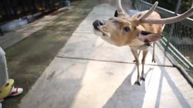 Küçük kız parkta geyik besleme