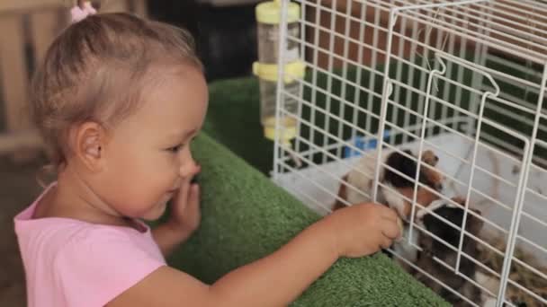 Cute girl giving guinea pigs an apple for feed. — Stock Video