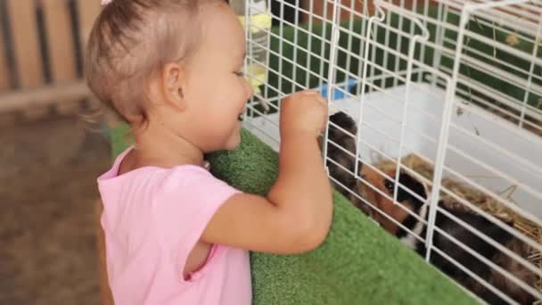 Cute girl giving guinea pigs an apple for feed. — Stock Video