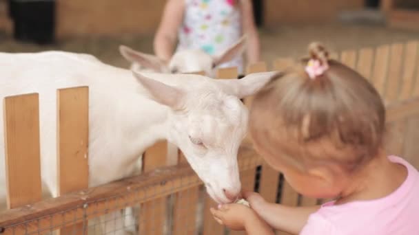 Niedliches kleines Mädchen füttert eine Ziege auf dem Bauernhof. — Stockvideo