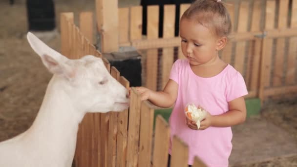 Cute little girl feeding a goat at farm. — Stock Video