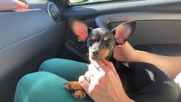 Portret uroczego szczeniaka Toy Terrier leży na kolanach właścicieli w samochodzie — Wideo stockowe