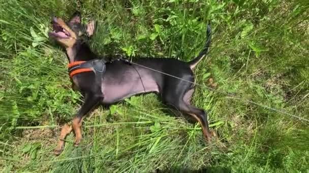 Játék terrier kutya eszik zöld füvet a szabadban. Vicces kiskutya fekszik a füvön.. — Stock videók