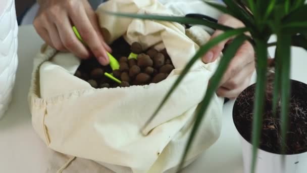 Une jeune femme transplante une fleur domestique dans un nouveau pot à la maison — Video