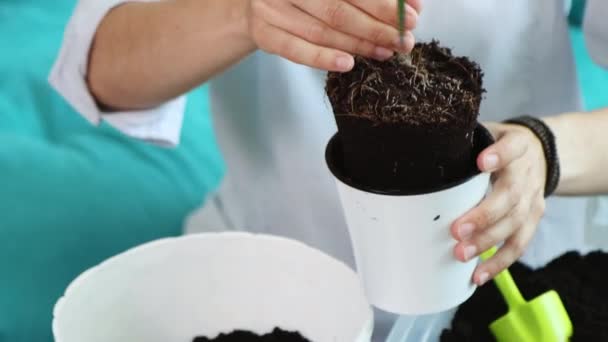 Junge Frau pflanzt heimische Blume zu Hause in neuen Topf — Stockvideo