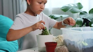 Küçük bir kız kaktüsü evdeki yeni tencereye naklediyor.