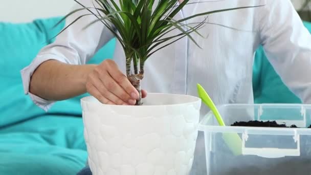 Jonge vrouw transplanteert binnenlandse bloem in nieuwe pot thuis — Stockvideo