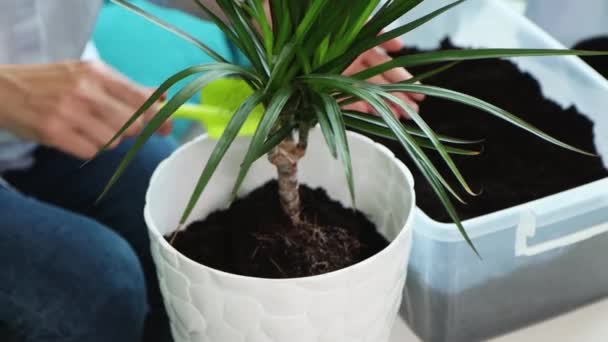 Wanita muda transplantasi bunga domestik ke dalam pot baru di rumah — Stok Video