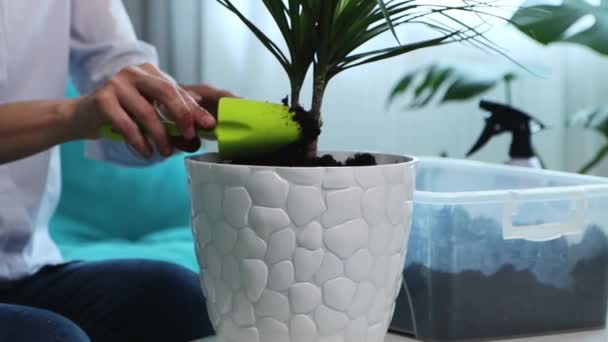 Giovane donna trapianti fiore domestico in nuovo vaso a casa — Video Stock