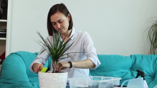 Молода жінка перетворює домашню квітку в новий горщик вдома — стокове відео
