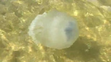 Denizanası denizde yüzüyor..