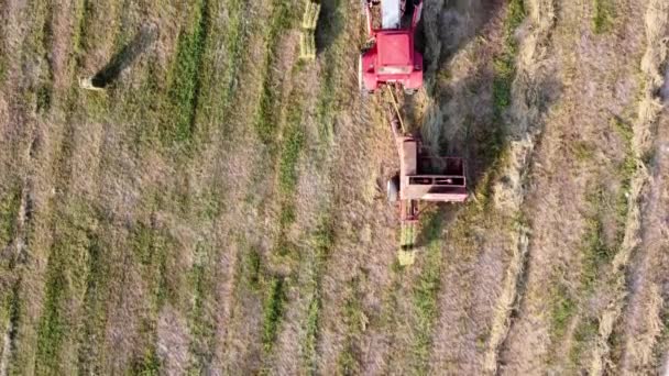 Le tracteur forme du foin en balles carrées sur le terrain agricole, vue aérienne. — Video