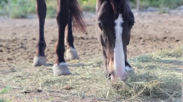 Un cheval mange de l'herbe dans un enclos, gros plan — Video