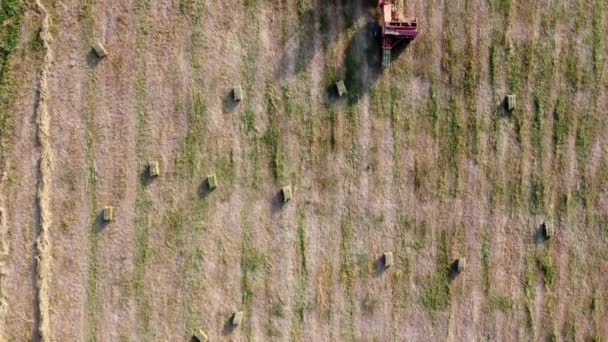 Le tracteur forme du foin en balles carrées sur le terrain agricole, vue aérienne. — Video