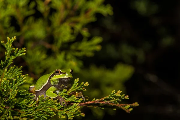 파인 불모지 Treefrog — 스톡 사진