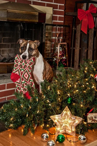 クリスマス ツリーをノックする犬. — ストック写真