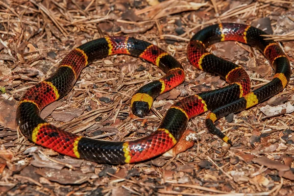 Eastern Coral Snake — Stock Photo, Image