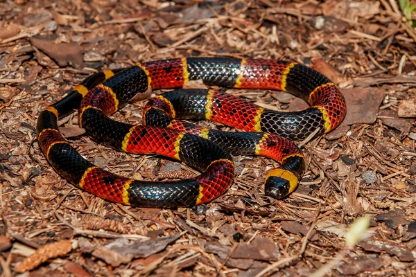 Eastern Coral Snake — Stock Photo, Image
