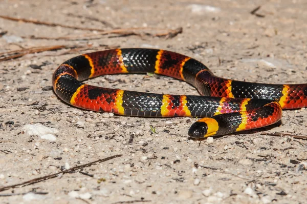 Eastern Coral Snake — Stock Photo, Image