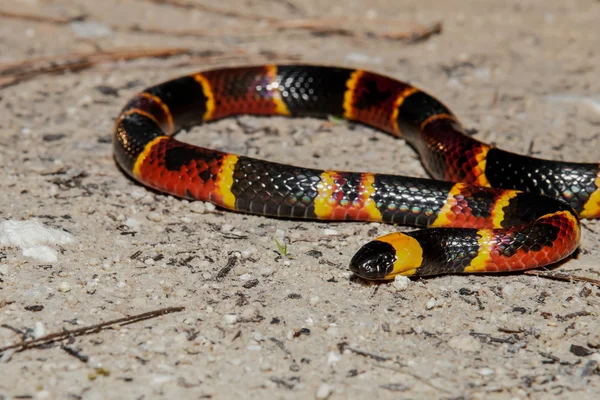Eastern Coral Snake — Stock Photo, Image