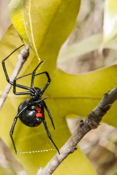 Araña viuda negra — Foto de Stock