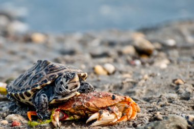 Kuzey Diamondback Terrapin 