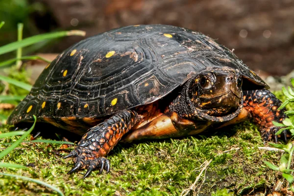 Spotted Turtle in the wild — Stock Photo, Image