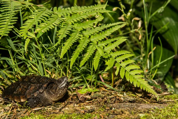 Bebé tortuga chasquido —  Fotos de Stock