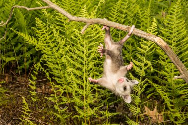 Bebek Opossum vahşi