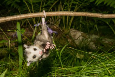 Bebek Opossum vahşi