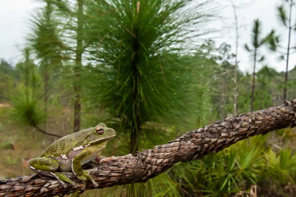 나무 개구리를 짖는 — 스톡 사진