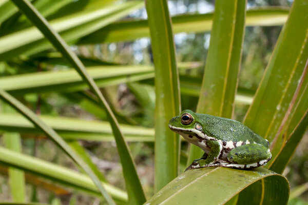 Лающая древесная лягушка
 