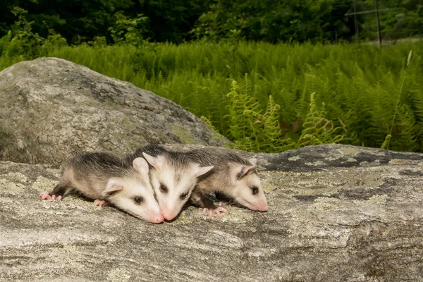 Baby Opossum i naturen — Stockfoto