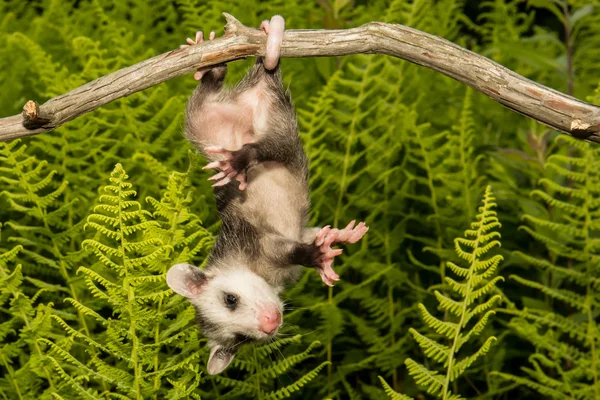 Bebé zarigüeya en la naturaleza — Foto de Stock