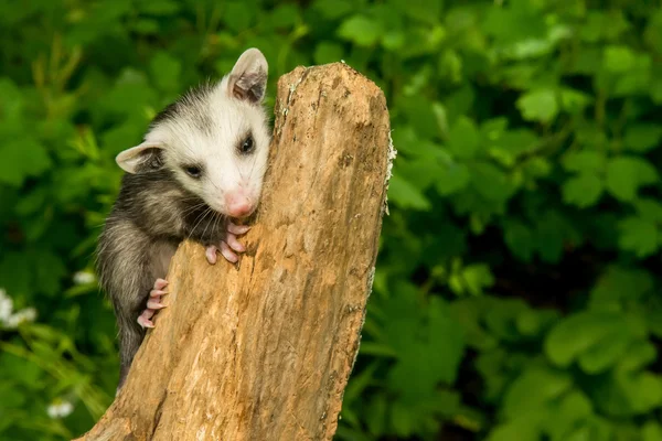 Bebê Opossum na natureza — Fotografia de Stock