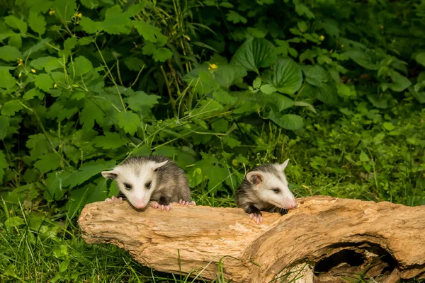 Bebé zarigüeya en la naturaleza — Foto de Stock