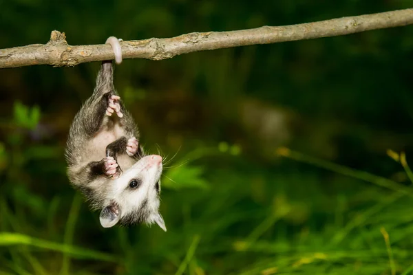 Baby Opossum in the wild — Stock Photo, Image