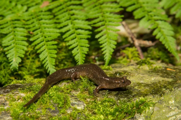 Salamandra oscurecida en la naturaleza —  Fotos de Stock